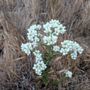 Photo of Limestone Canyon Regional Park