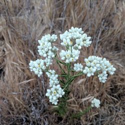 Limestone Canyon Regional Park - this flower smells like maple syrup!