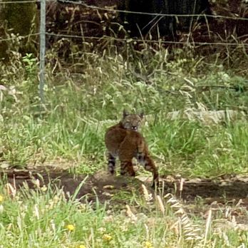 Jenner Headlands Preserve - Bobcat at Sea to Sky to Raptor Ridge Loop - Hiking Near Me - Jenner, California