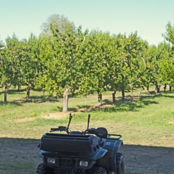 R & K Orchards - Peach trees