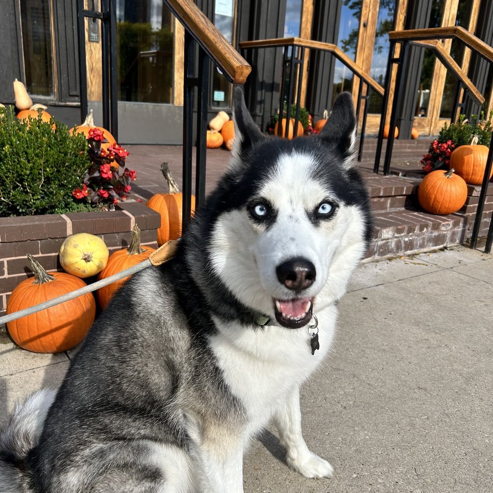 Doyle Pet Services - Steve walking our dog. - Pet Sitting Near Me - Chicago, Illinois Doyle Pet Services - Steve walking our dog. - Pet Sitting Near Me - Chicago, Illinois