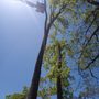 Photo of Luis Jacobo Landscaping & Tree Removal