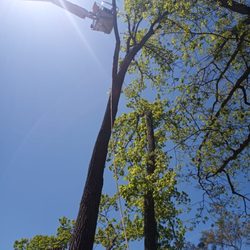 Luis Jacobo Landscaping & Tree Removal