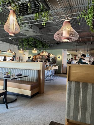 Little Coyote by null