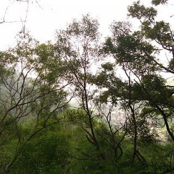 Kuliouou Ridge Trail - Photo by Eric Alcantara - Hiking Near Me - Honolulu, Hawaii Kuliouou Ridge Trail - Photo by Eric Alcantara - Hiking Near Me - Honolulu, Hawaii