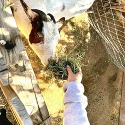 The Las Vegas Farm