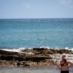 Salt Pond Beach Park - There was a shark sighting and people got out of the water to see it.