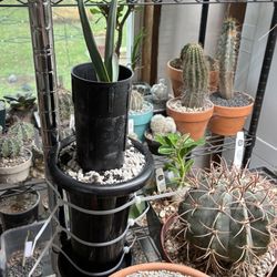 Plants For the Southwest - Welwitchii