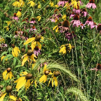 Newfields - Pretty gardens. - Parks Near Me - Indianapolis, Indiana