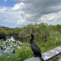 Anhinga on the Anhinga Trail Anhinga on the Anhinga Trail