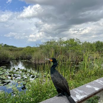 Anhinga Trail - Anhinga on the Anhinga Trail - Hiking Near Me - Homestead, Florida Anhinga Trail - Anhinga on the Anhinga Trail - Hiking Near Me - Homestead, Florida
