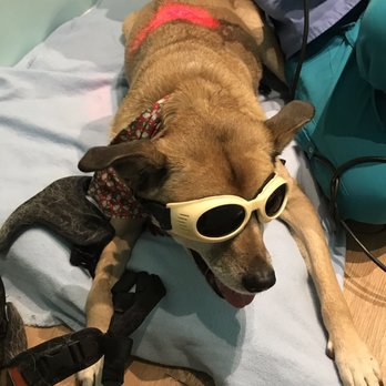 Healing Paws Center - Holly getting her laser light therapy - Holistic Animal Care Near Me - Ft. Lauderdale, Florida Healing Paws Center - Holly getting her laser light therapy - Holistic Animal Care Near Me - Ft. Lauderdale, Florida
