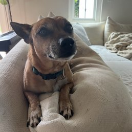 Zeppelin!
