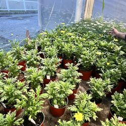 Tanzillo's Greenhouses