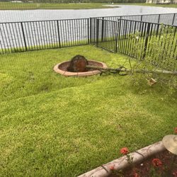 Northside Nursery & Landscape - Tree needs replanting and securing t