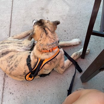 Dreez - Awesome food and accept the pups! - Breakfast & Brunch Near Me - Elko, Nevada