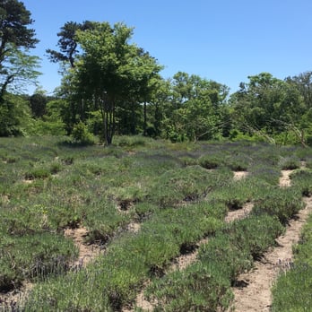 Cape Cod Lavender Farm - Lavender fields, June 25. - Cosmetics & Beauty Supply Near Me - Harwich, Massachusetts