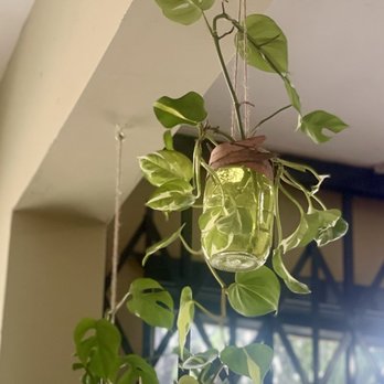 Café Leila - Plant decoration - New American Near Me - Berkeley, California Café Leila - Plant decoration - New American Near Me - Berkeley, California