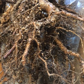 Cold Stream Farm - Dried roots - Nurseries & Gardening Near Me - Free Soil, Michigan Cold Stream Farm - Dried roots - Nurseries & Gardening Near Me - Free Soil, Michigan