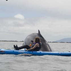 Kayak Connection