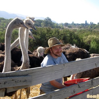 Ostrichland USA - Attraction Farms Near Me - Solvang, California