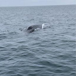 One of the fin whales