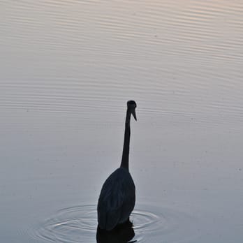 Chaparral Park - Great Blue Heron - Parks Near Me - Scottsdale, Arizona Chaparral Park - Great Blue Heron - Parks Near Me - Scottsdale, Arizona