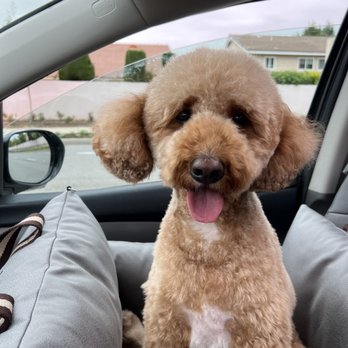 Dream Pet Grooming - Golden Doodle - Pet Groomers Near Me - Irvine, California Dream Pet Grooming - Golden Doodle - Pet Groomers Near Me - Irvine, California