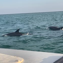Vitamin Sea Sailing Charters