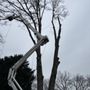 Photo of Mills Tree Service