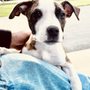 Photo of Doggy Days