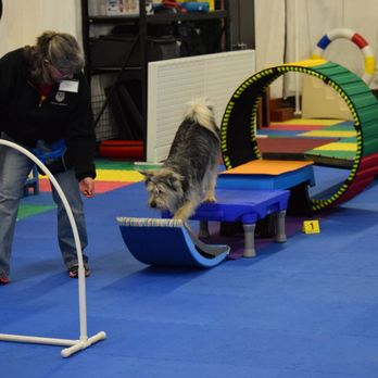 Wonder Dogs - Pet Training Near Me - Corvallis, Oregon Wonder Dogs - Pet Training Near Me - Corvallis, Oregon
