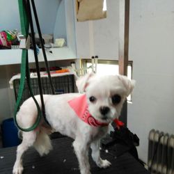Pet Grooming by Carol