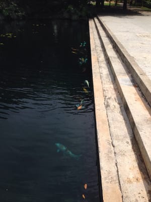 Museo de Arte de Puerto Rico by null