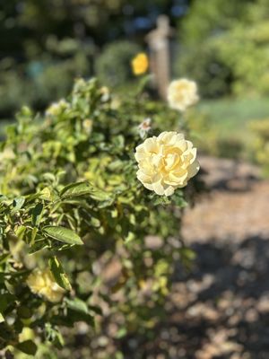 Fort Worth Botanic Garden by null
