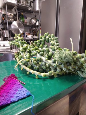 Burpee Seeds and Plants by null
