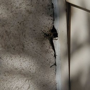 Connelly Pest Control - Yellow jackets entering at the side of the chimney. - Pest Control Near Me Connelly Pest Control - Yellow jackets entering at the side of the chimney. - Pest Control Near Me