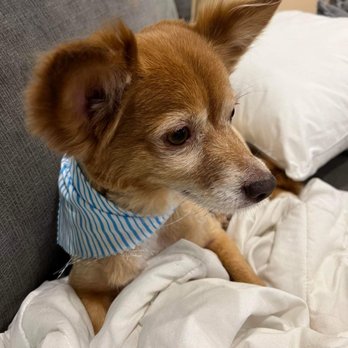 Pet Palace - After - Pet Groomers Near Me - San Diego, California Pet Palace - After - Pet Groomers Near Me - San Diego, California