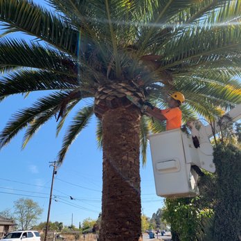 Abraham’s Professional Tree Service - Date Palm, Pineapple Cut, León Using our Bucket Truck. - Tree Services Near Me