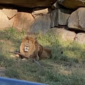 Southwick's Zoo - Lion - Amusement Parks Near Me - Mendon, Massachusetts