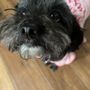 Photo of Fast and the Furriest Pet Salon and Spa