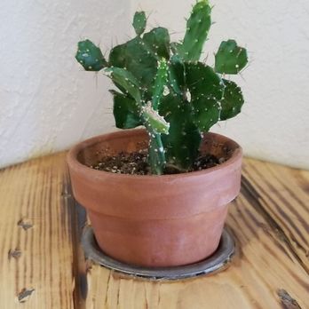 Phatties - Mexican Near Me - Escondido, California