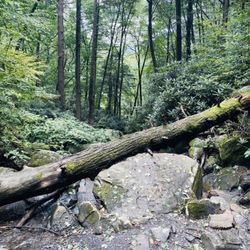 Butcher Branch Trail