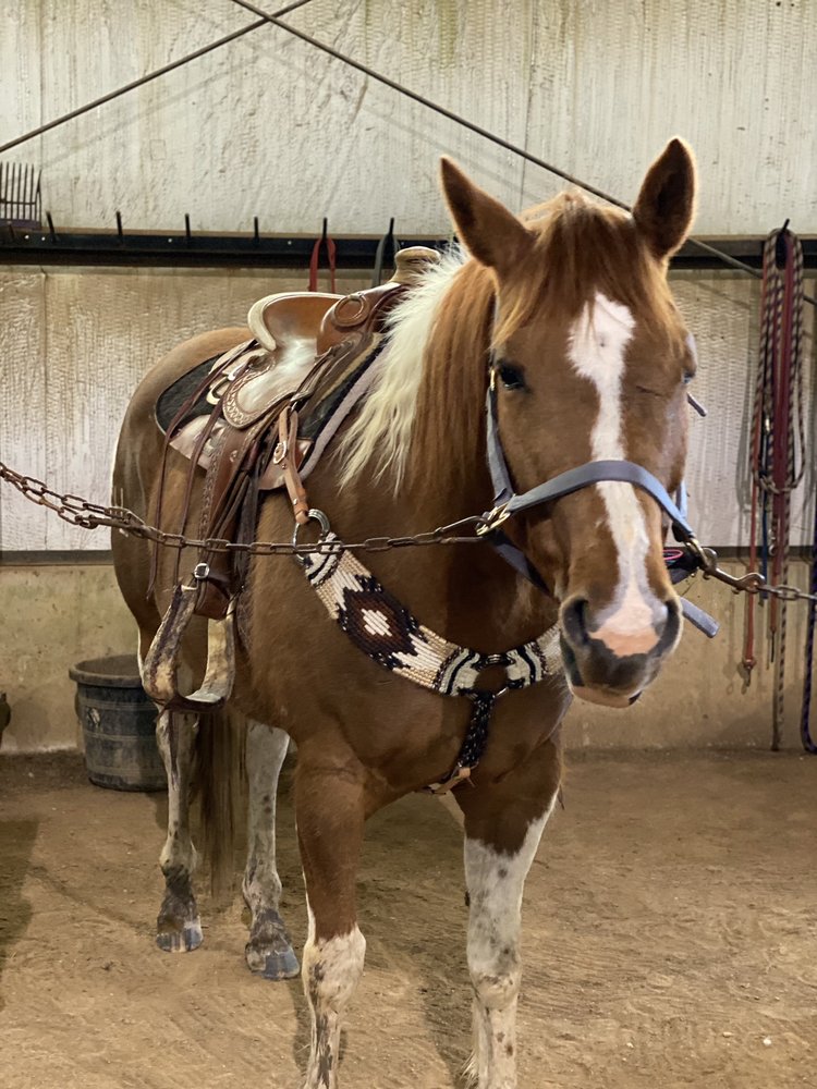 WILD ROSE EQUESTRIAN CENTER Updated October 2024 589 Franklin Ln