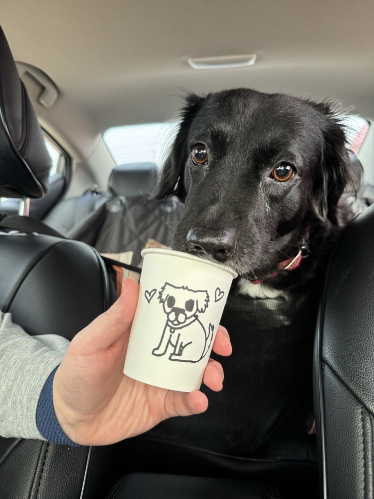 Moody Cat Coffee Shop Logo