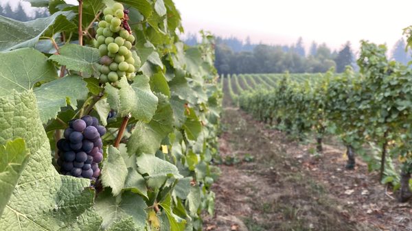 Hawks View Winery by null