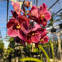 S & W Orchids
