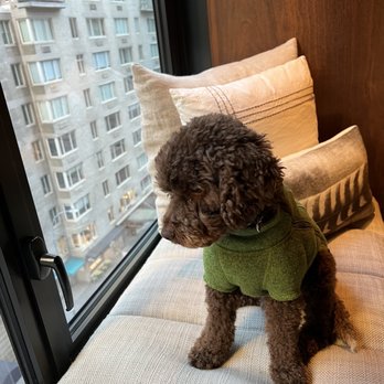 Sugar Pine Doodles - Pet Breeders Near Me Sugar Pine Doodles - Pet Breeders Near Me