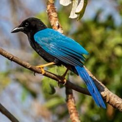 Birding with Steven
