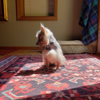 A Dog's Day Out - Pet Groomers Near Me - Star, Idaho A Dog's Day Out - Pet Groomers Near Me - Star, Idaho